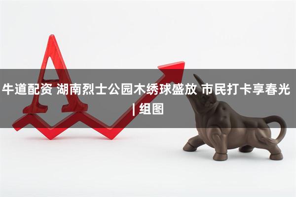 牛道配资 湖南烈士公园木绣球盛放 市民打卡享春光 | 组图